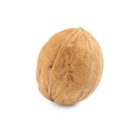 Whole walnut in shell isolated on white Photo of Whole walnut in shell isolated on white