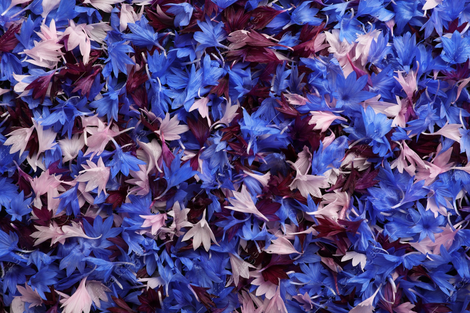 Photo of Beautiful colorful cornflowers petals as background, top view