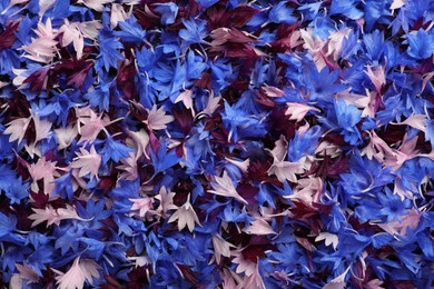 Photo of Beautiful colorful cornflowers petals as background, top view
