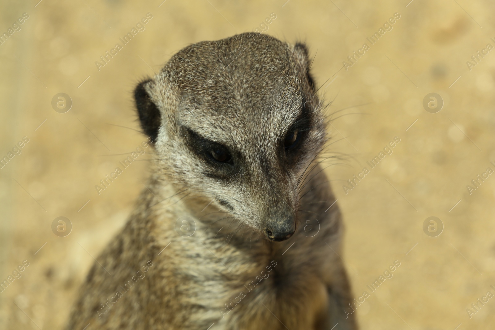 Closeup view of cute meerkat at zoo Photo of Closeup view of cute meerkat at zoo