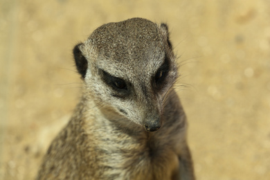 Photo of Closeup view of cute meerkat at zoo