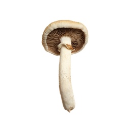 Photo of Fresh wild pioppini mushroom isolated on white