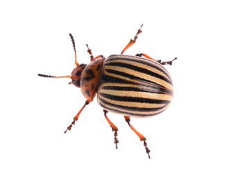 Photo of One colorado potato beetle isolated on white