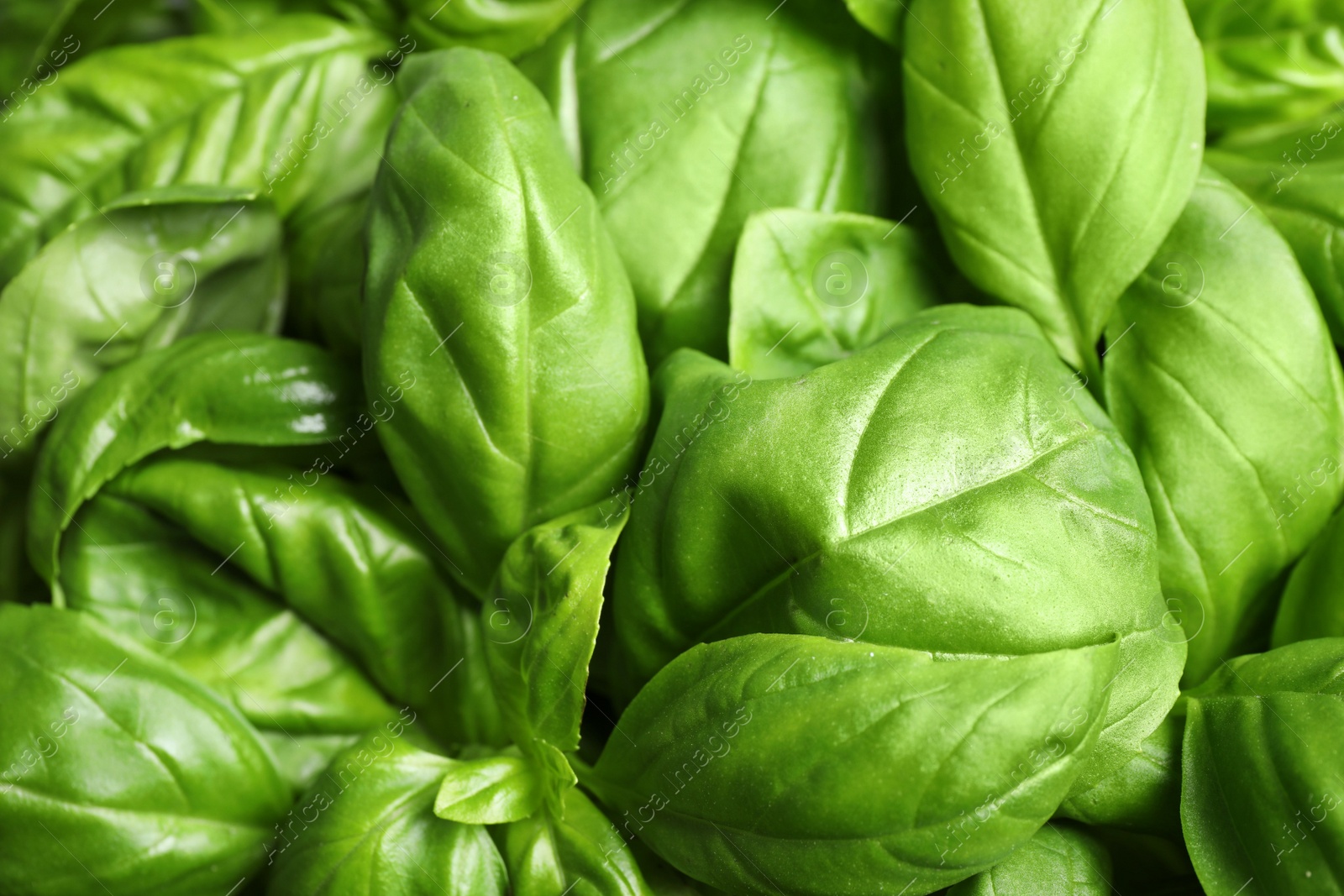 Fresh basil leaves as background, top view Photo of Fresh basil leaves as background, top view
