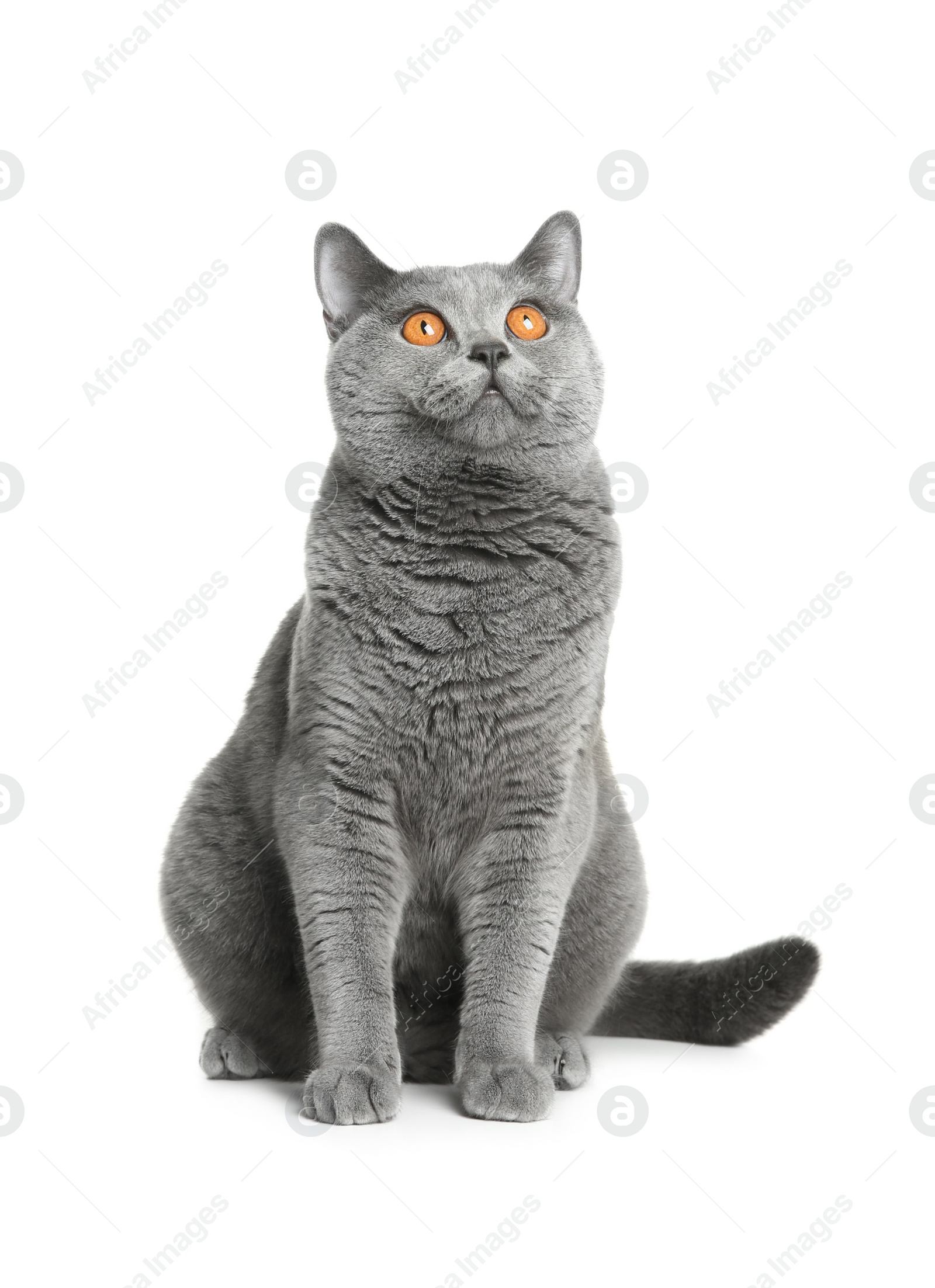 Adorable grey British Shorthair cat on white background Photo of Adorable grey British Shorthair cat on white background