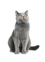 Adorable grey British Shorthair cat on white background Photo of Adorable grey British Shorthair cat on white background