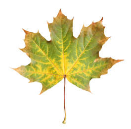 Photo of Beautiful leaf isolated on white. Autumn season