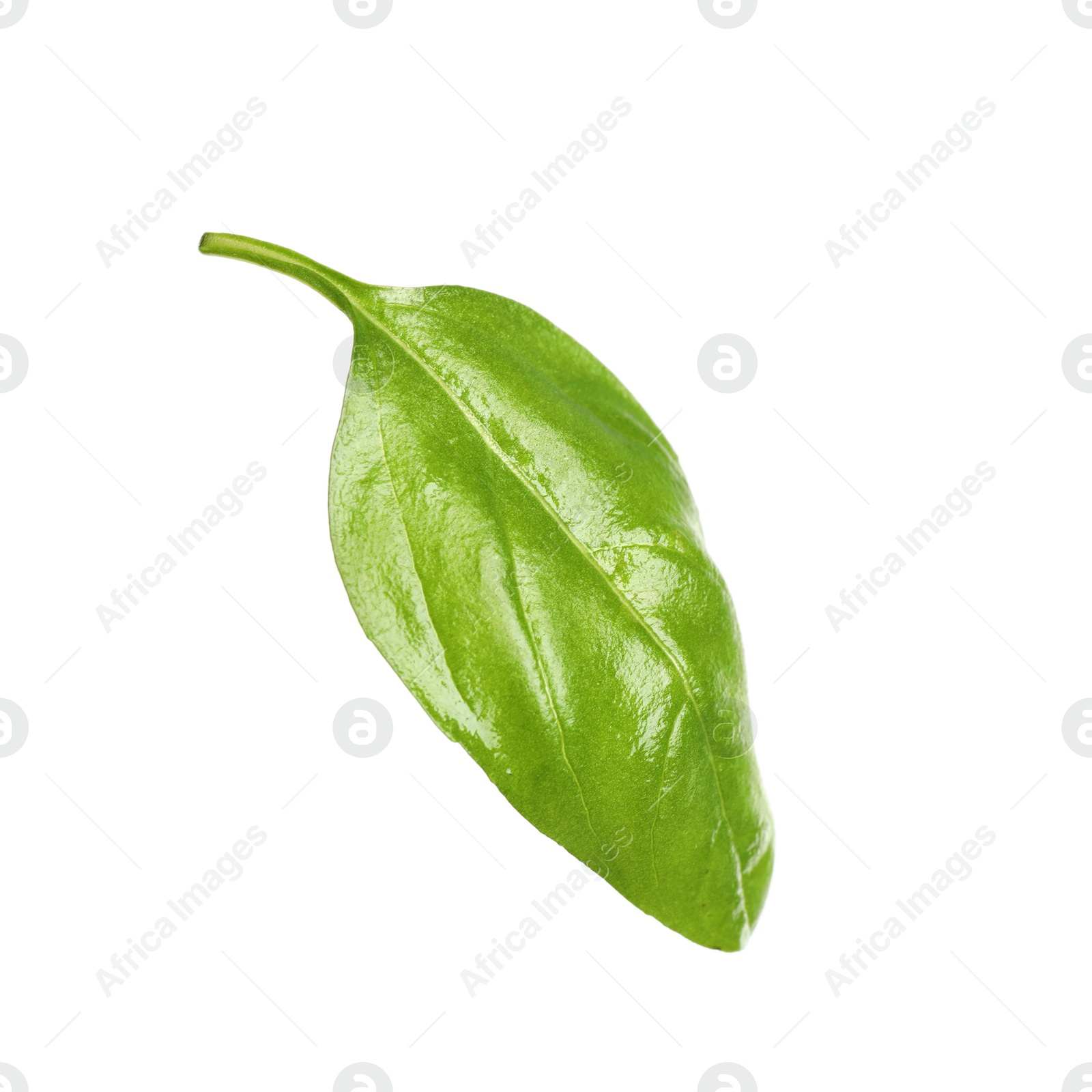 Fresh green basil leaf isolated on white Photo of Fresh green basil leaf isolated on white