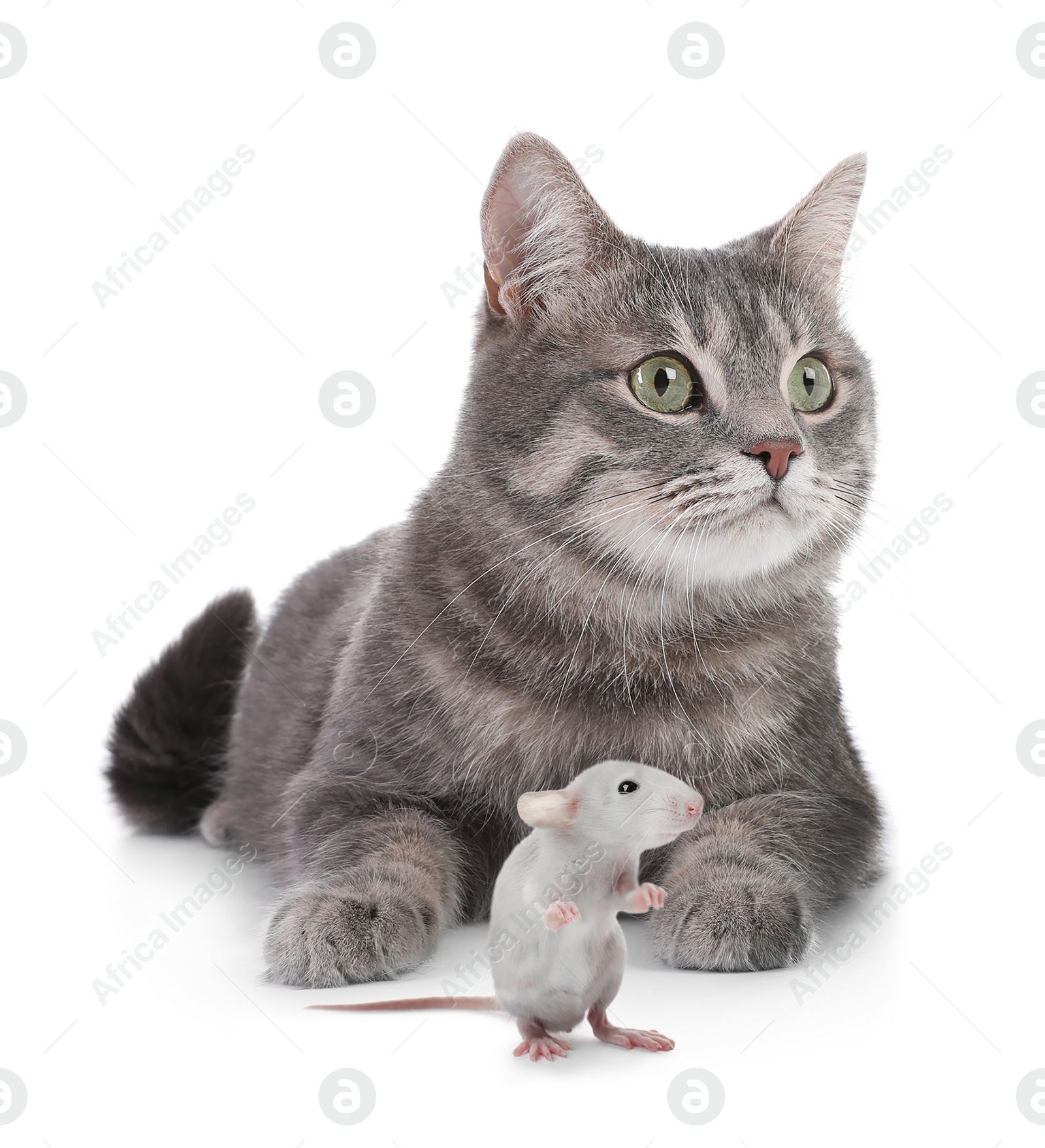 Cute gray tabby cat and rat on white background. Lovely pets Image of Cute gray tabby cat and rat on white background. Lovely pets