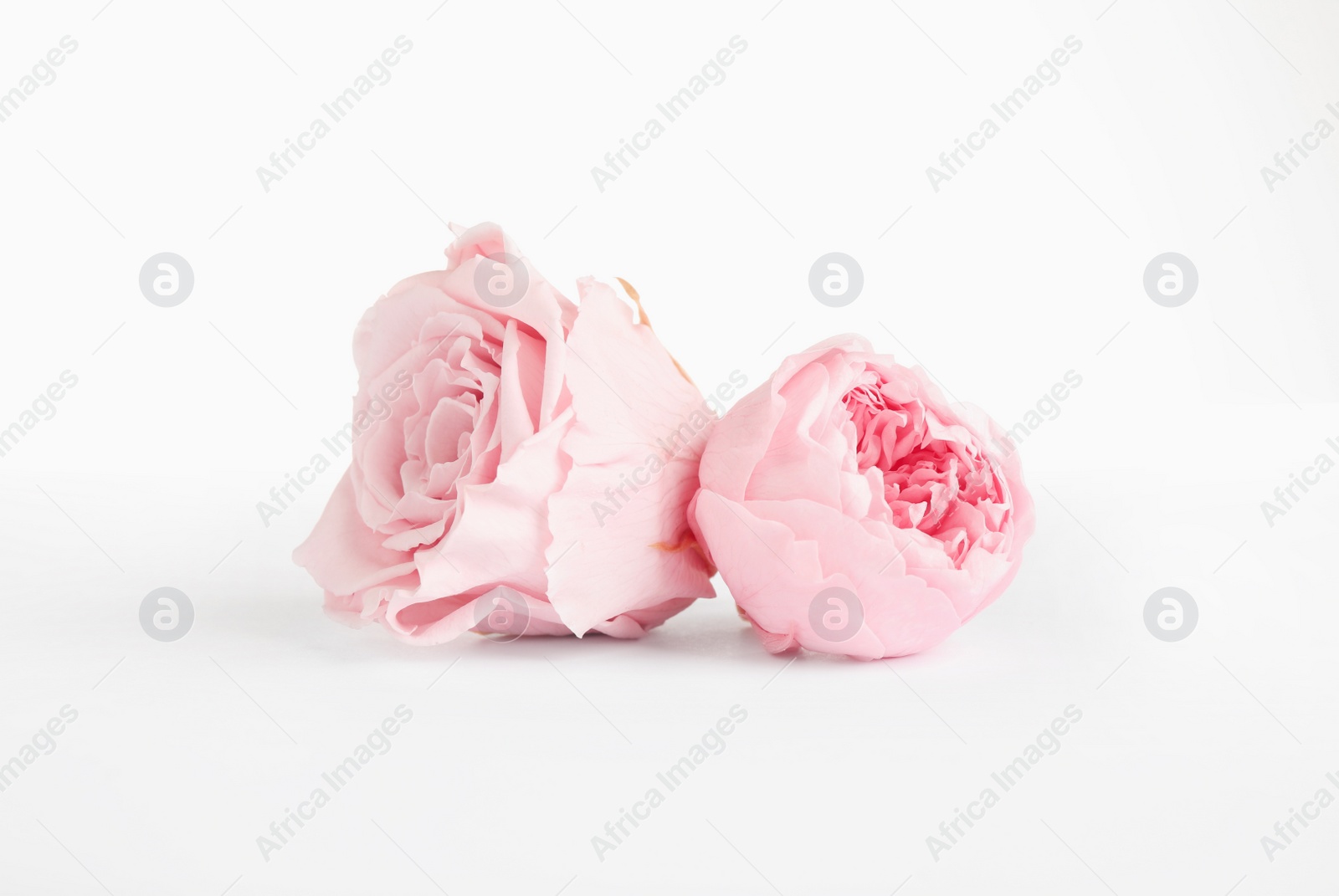 Beautiful pink peony and rose flowers on white background Photo of Beautiful pink peony and rose flowers on white background