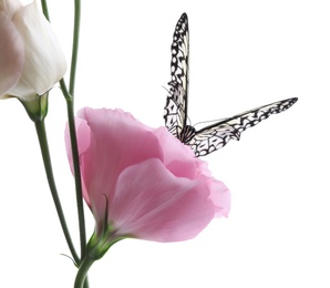 Beautiful rice paper butterfly sitting on eustoma flower against white background Photo of Beautiful rice paper butterfly sitting on eustoma flower against white background