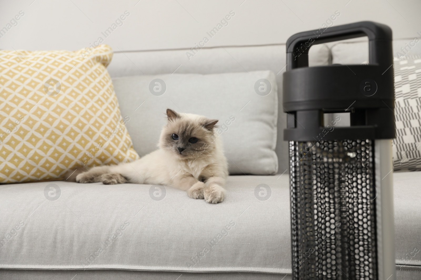 Adorable Birman cat on sofa near modern electric heater indoors Photo of Adorable Birman cat on sofa near modern electric heater indoors