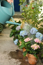 Woman watering beautiful blooming hortensia plants in garden, closeup Photo of Woman watering beautiful blooming hortensia plants in garden, closeup