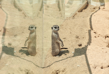Cute meerkat at enclosure in zoo on sunny day Photo of Cute meerkat at enclosure in zoo on sunny day