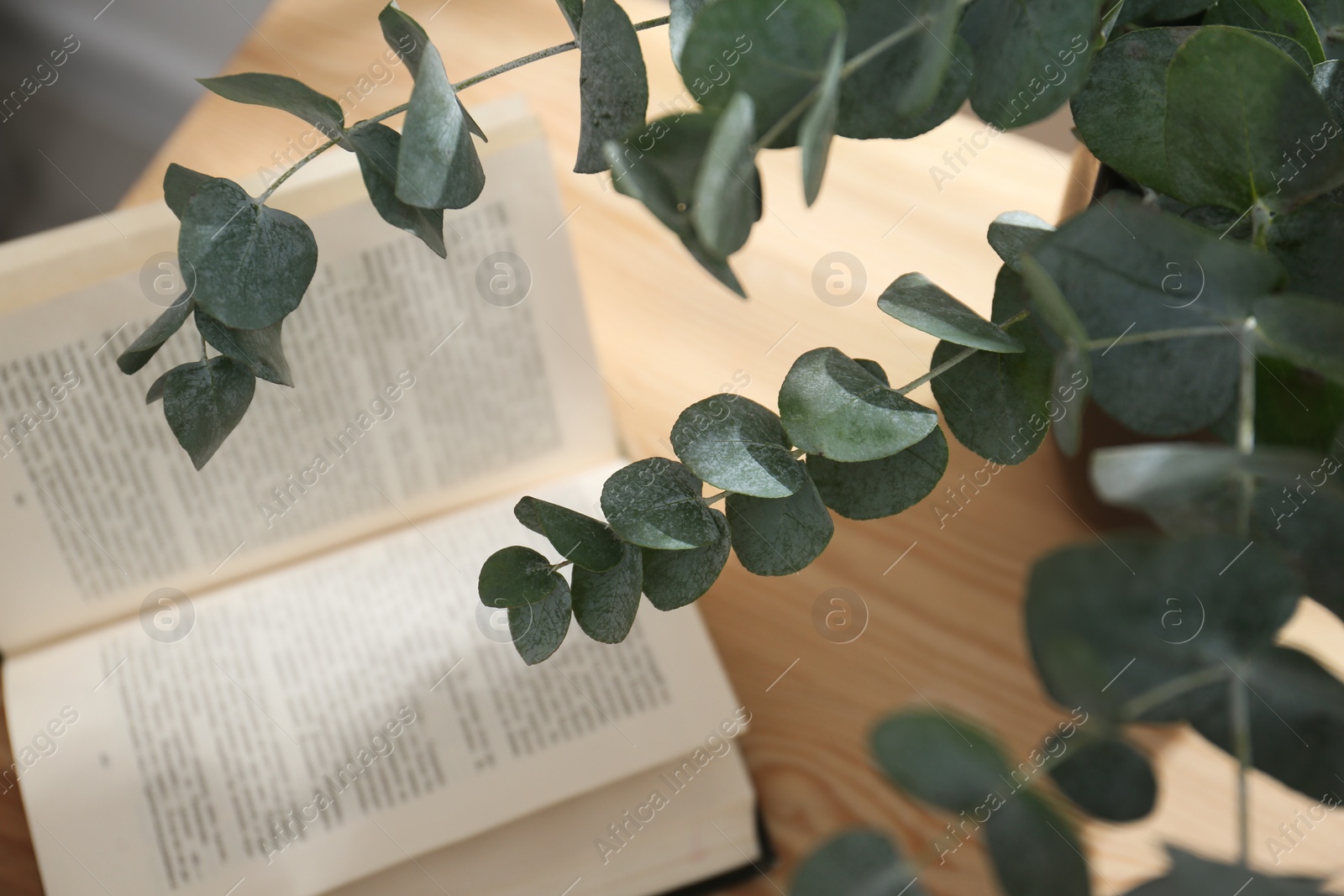 Beautiful eucalyptus branches and open book on table indoors, above view. Interior element Photo of Beautiful eucalyptus branches and open book on table indoors, above view. Interior element