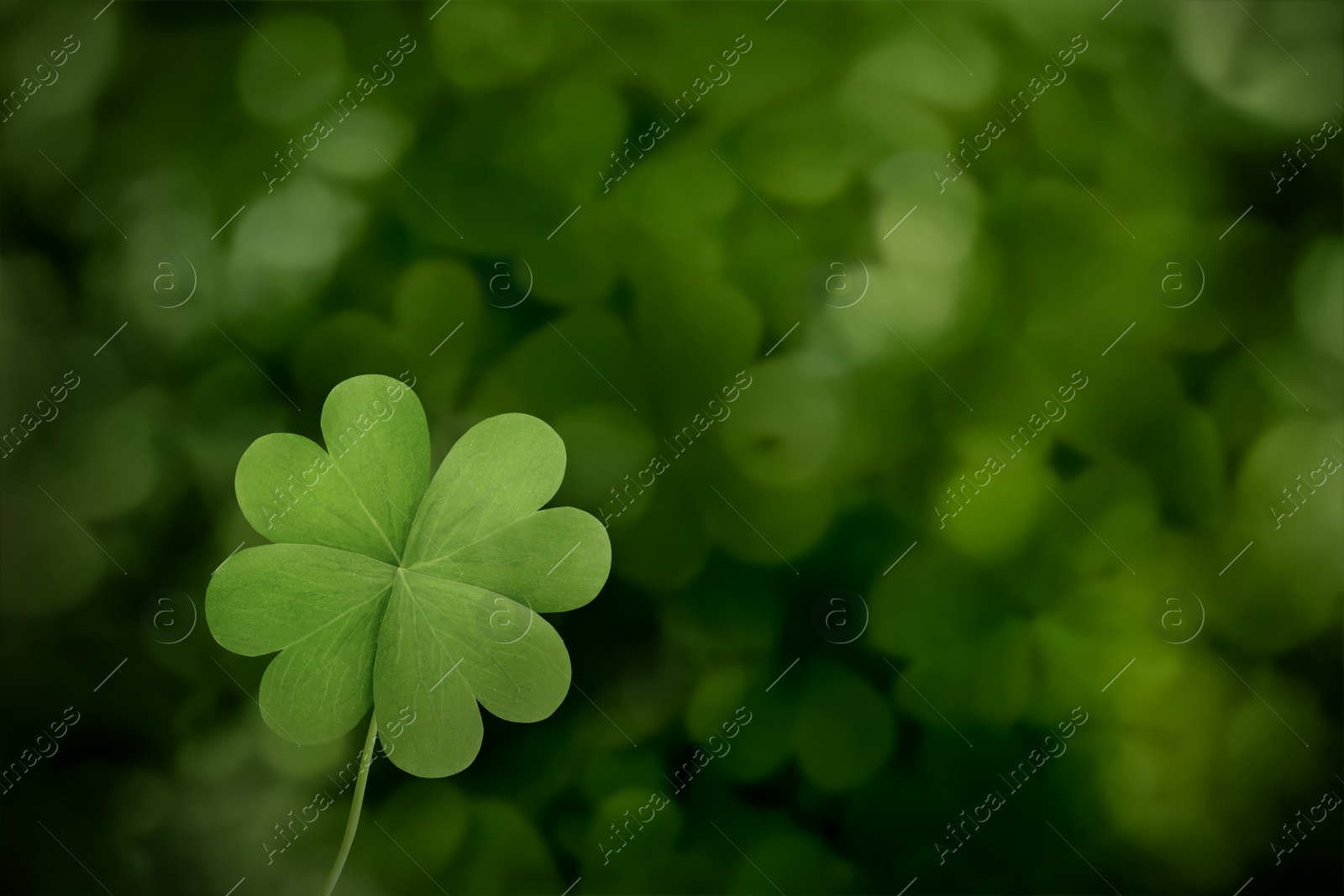 Beautiful fresh green clover leaf on blurred background, space for text Image of Beautiful fresh green clover leaf on blurred background, space for text