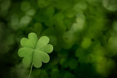 Beautiful fresh green clover leaf on blurred background, space for text Image of Beautiful fresh green clover leaf on blurred background, space for text