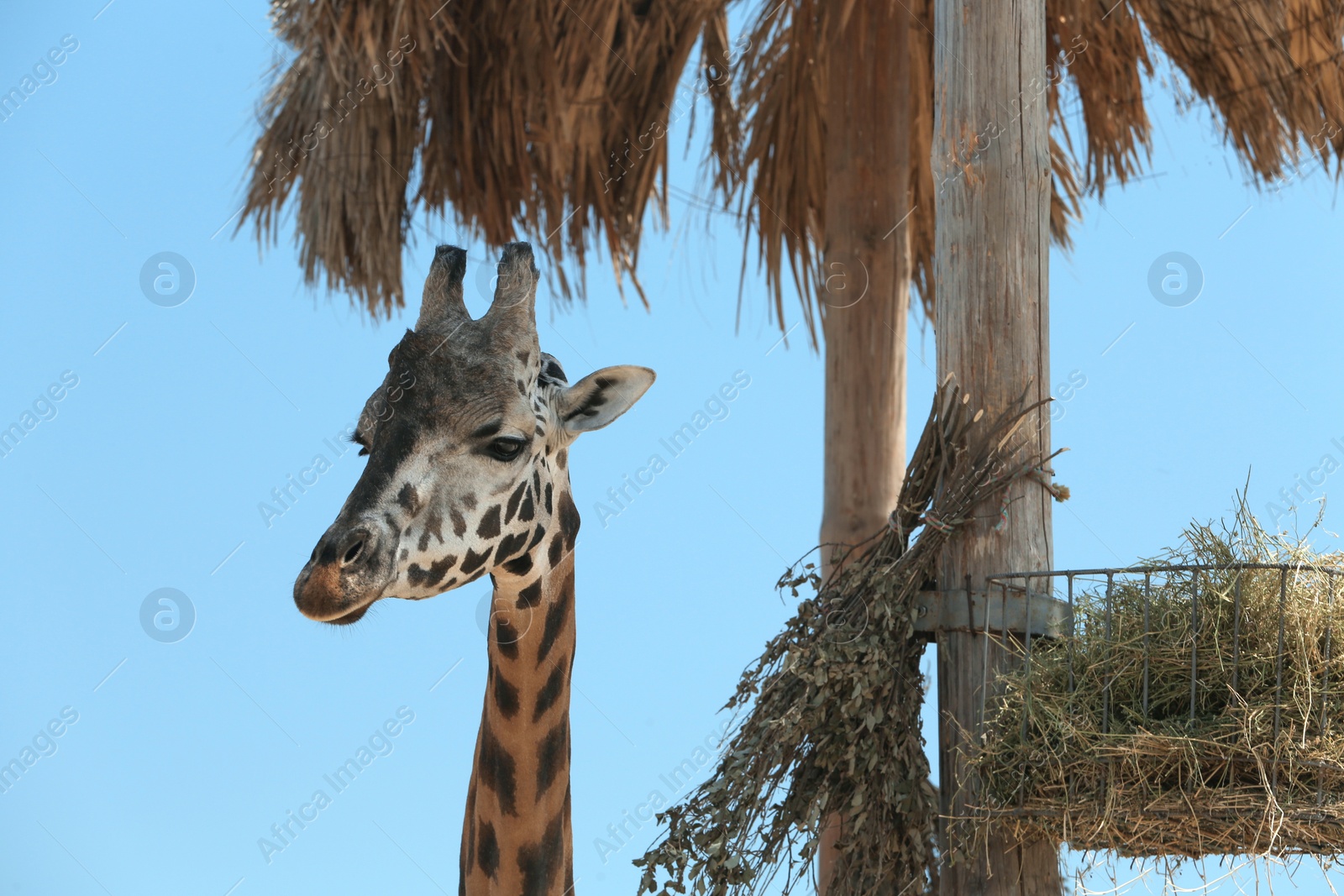 Rothschild giraffe at enclosure in zoo on sunny day Photo of Rothschild giraffe at enclosure in zoo on sunny day