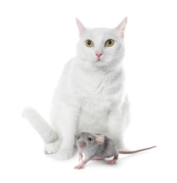 Cute cat and rat on white background. Lovely pets Image of Cute cat and rat on white background. Lovely pets