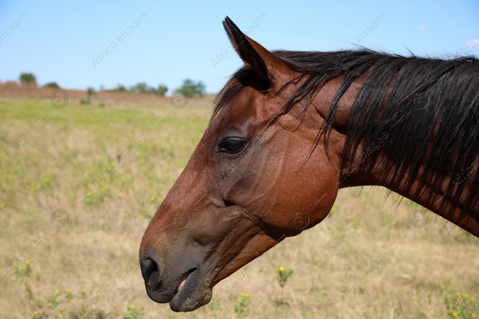 Chestnut horse outdoors on sunny day, closeup. Beautiful pet Photo of Chestnut horse outdoors on sunny day, closeup. Beautiful pet
