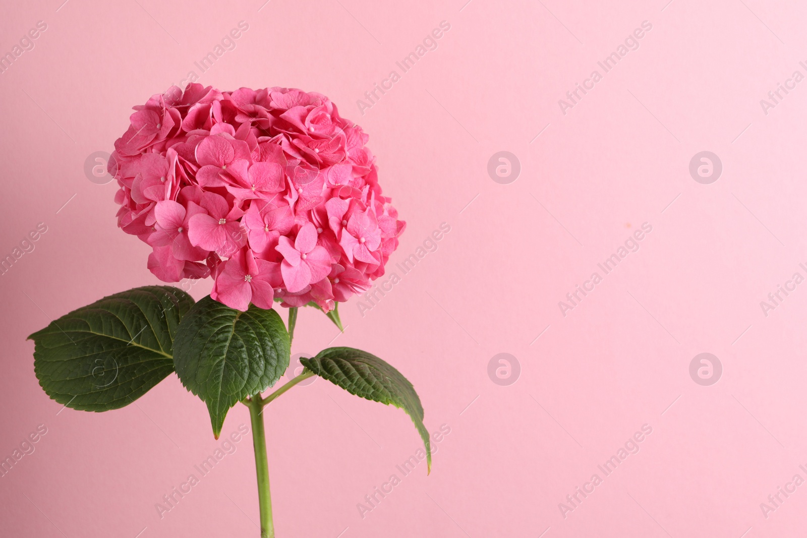 Branch of hortensia plant with delicate flowers on pink background. Space for text Photo of Branch of hortensia plant with delicate flowers on pink background. Space for text