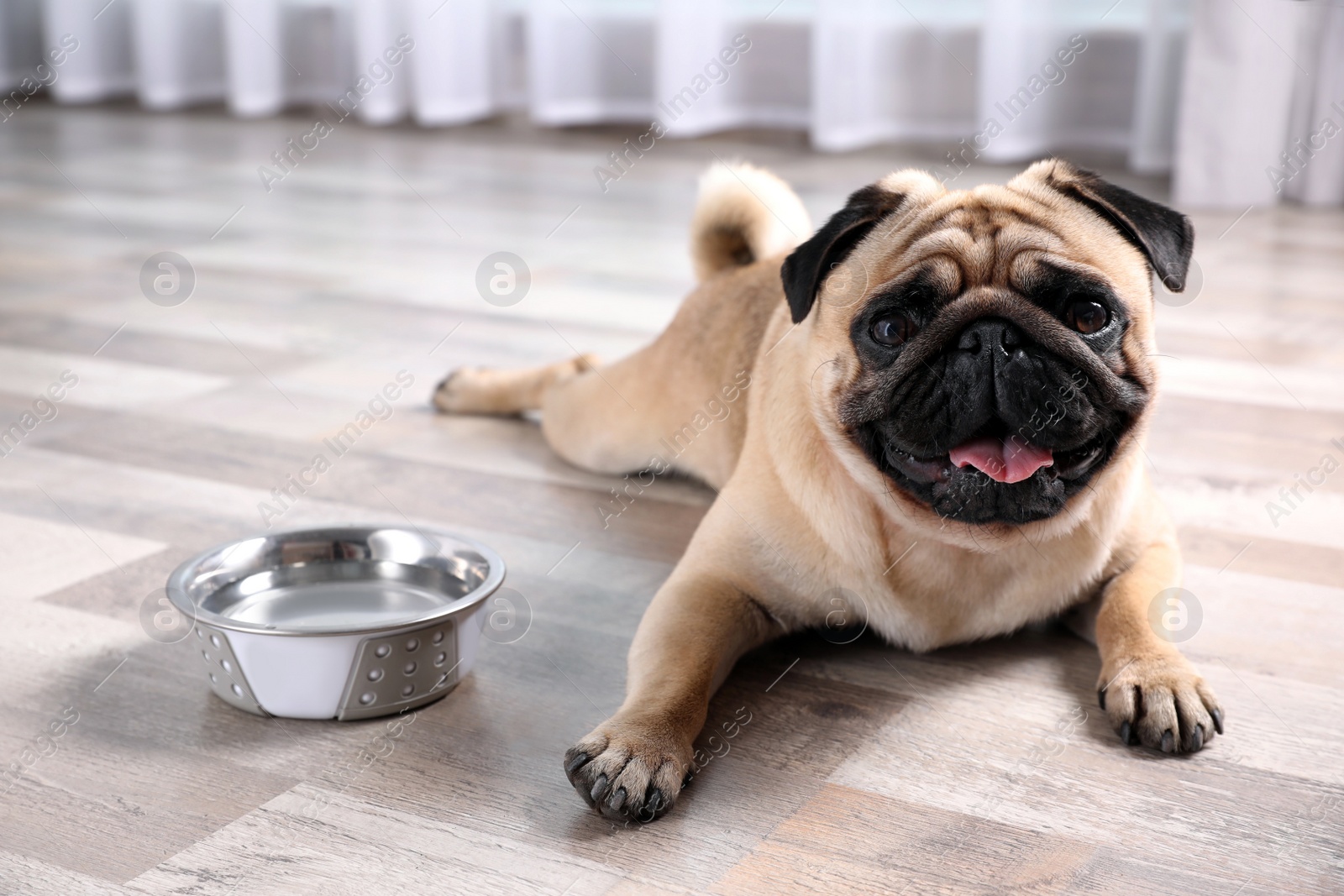 Cute pug dog suffering from heat stroke near bowl of water on floor at home Photo of Cute pug dog suffering from heat stroke near bowl of water on floor at home
