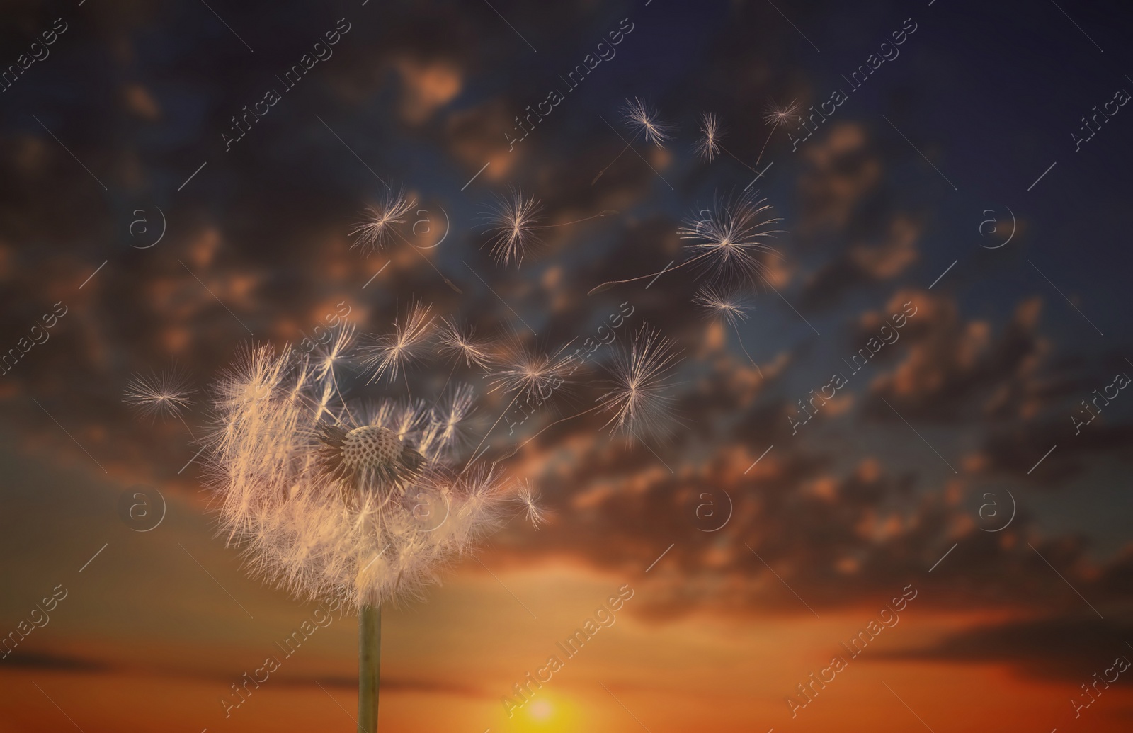 Beautiful fluffy dandelion blowball and flying seeds outdoors at sunset Image of Beautiful fluffy dandelion blowball and flying seeds outdoors at sunset