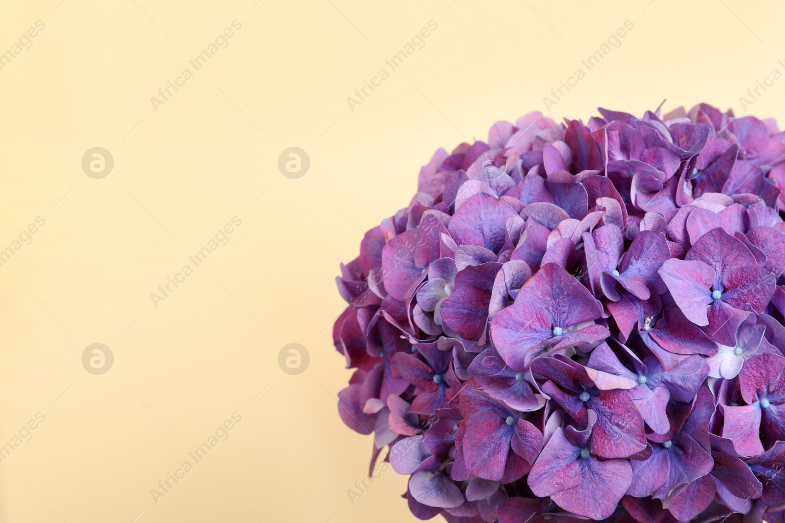 Beautiful bright hortensia flowers on beige background, closeup. Space for text Photo of Beautiful bright hortensia flowers on beige background, closeup. Space for text