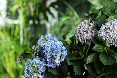 Beautiful hortensia plant with light flowers outdoors, closeup Photo of Beautiful hortensia plant with light flowers outdoors, closeup