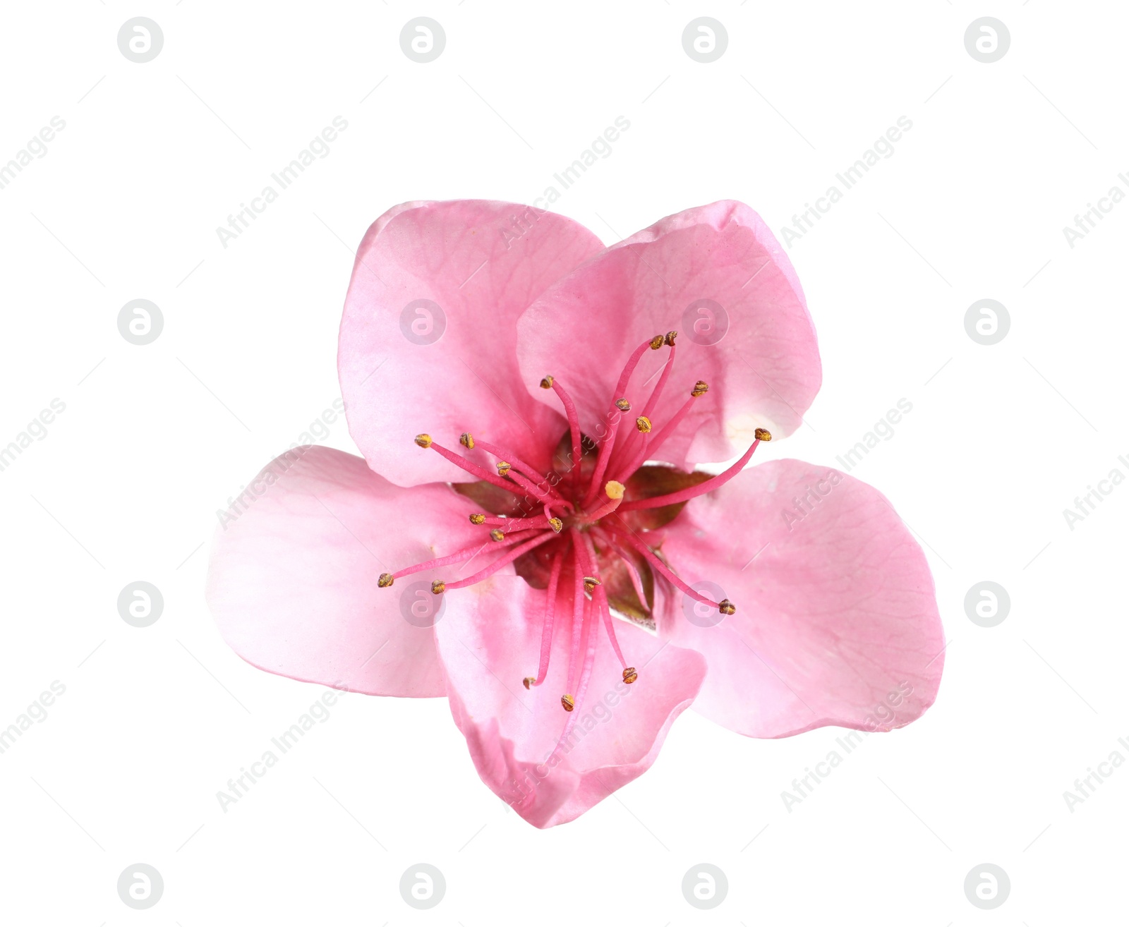 Beautiful sakura tree flower isolated on white Photo of Beautiful sakura tree flower isolated on white