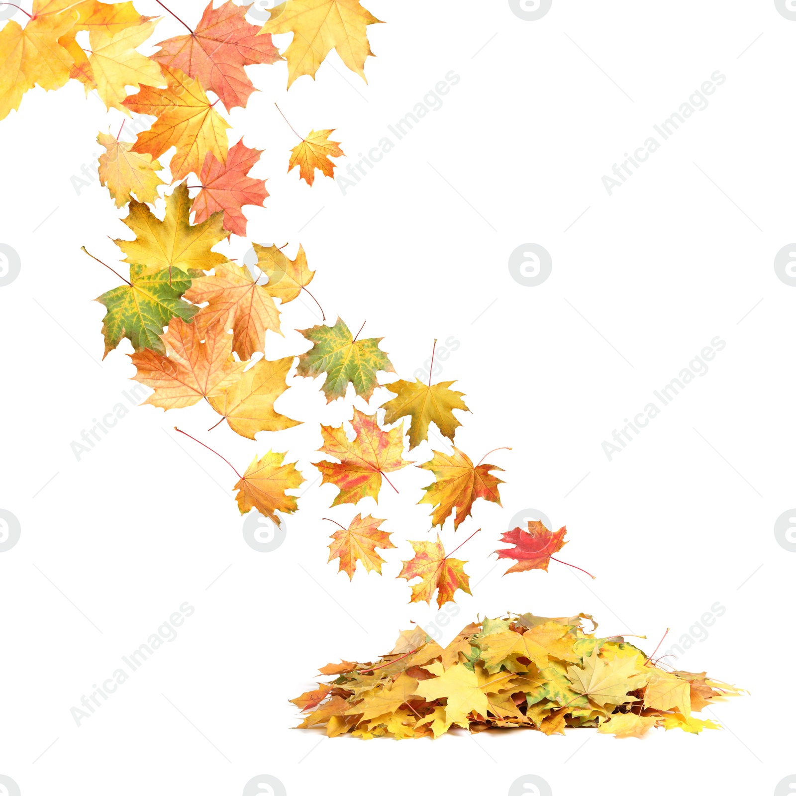 Beautiful autumn leaves falling on white background Image of Beautiful autumn leaves falling on white background