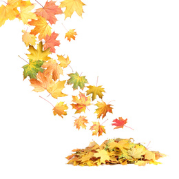 Beautiful autumn leaves falling on white background Image of Beautiful autumn leaves falling on white background