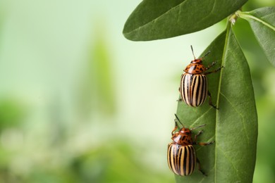 Colorado potato beetles on green leaf against blurred background, closeup. Space for text Photo of Colorado potato beetles on green leaf against blurred background, closeup. Space for text