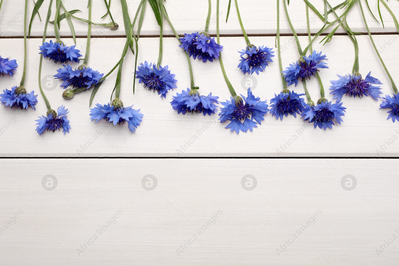 Beautiful blue cornflowers on white wooden background, flat lay. Space for text Photo of Beautiful blue cornflowers on white wooden background, flat lay. Space for text
