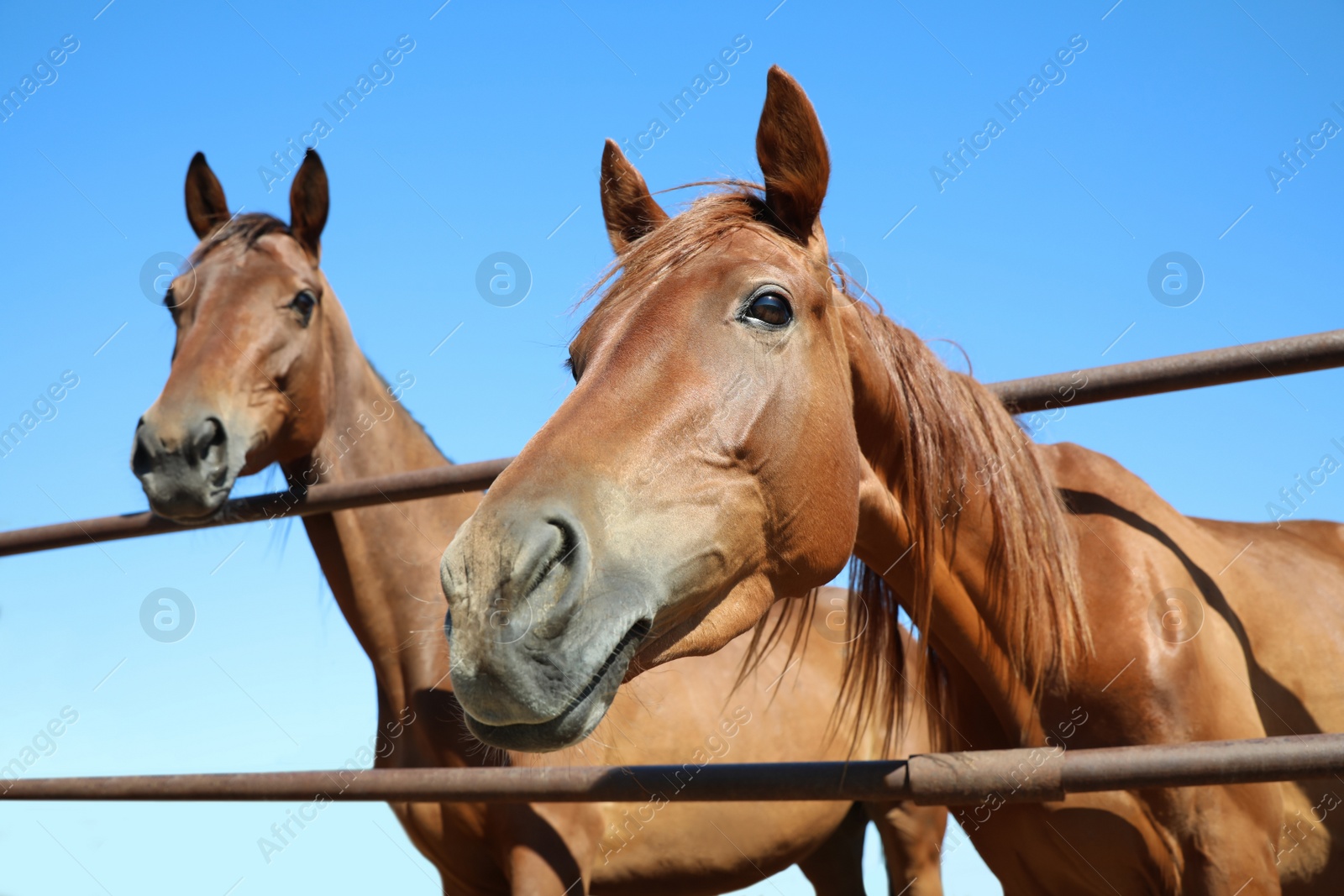 Chestnut horses at fence outdoors on sunny day, closeup. Beautiful pet Photo of Chestnut horses at fence outdoors on sunny day, closeup. Beautiful pet