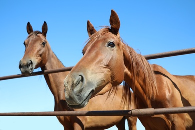 Chestnut horses at fence outdoors on sunny day, closeup. Beautiful pet Photo of Chestnut horses at fence outdoors on sunny day, closeup. Beautiful pet