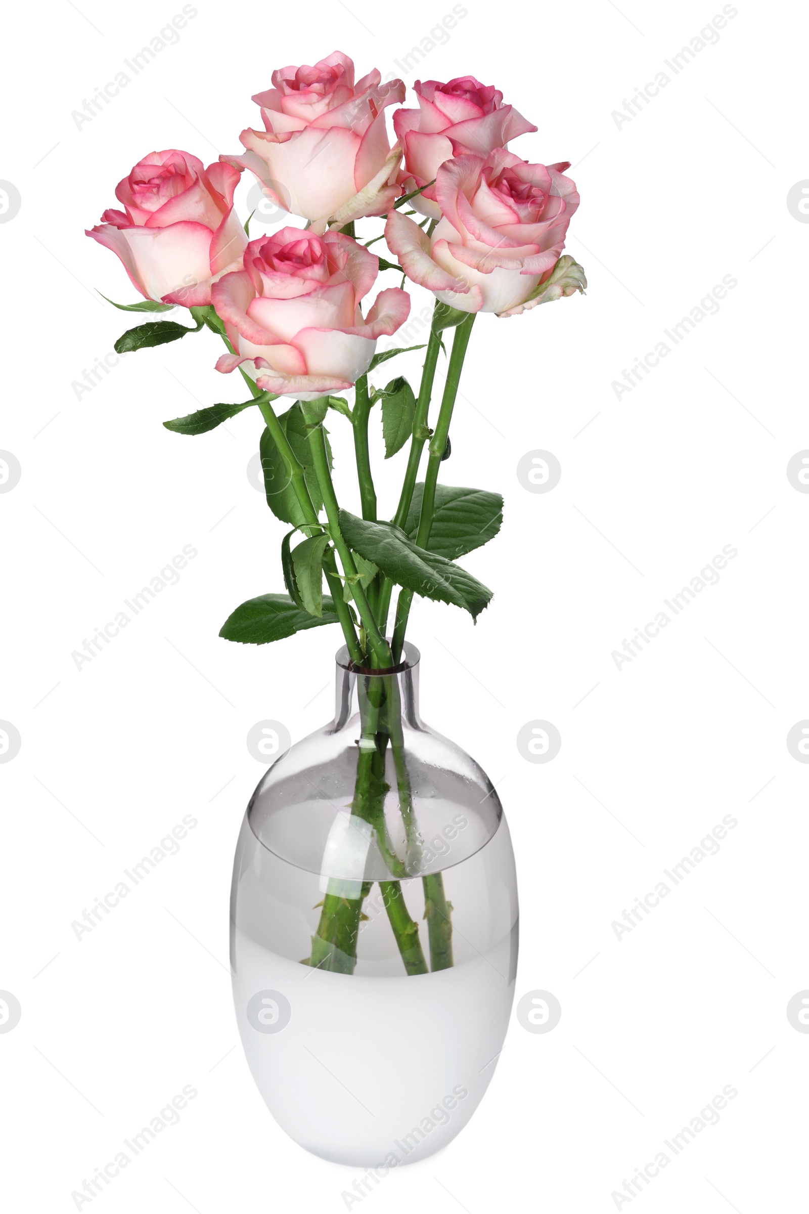 Vase with beautiful pink roses isolated on white Photo of Vase with beautiful pink roses isolated on white