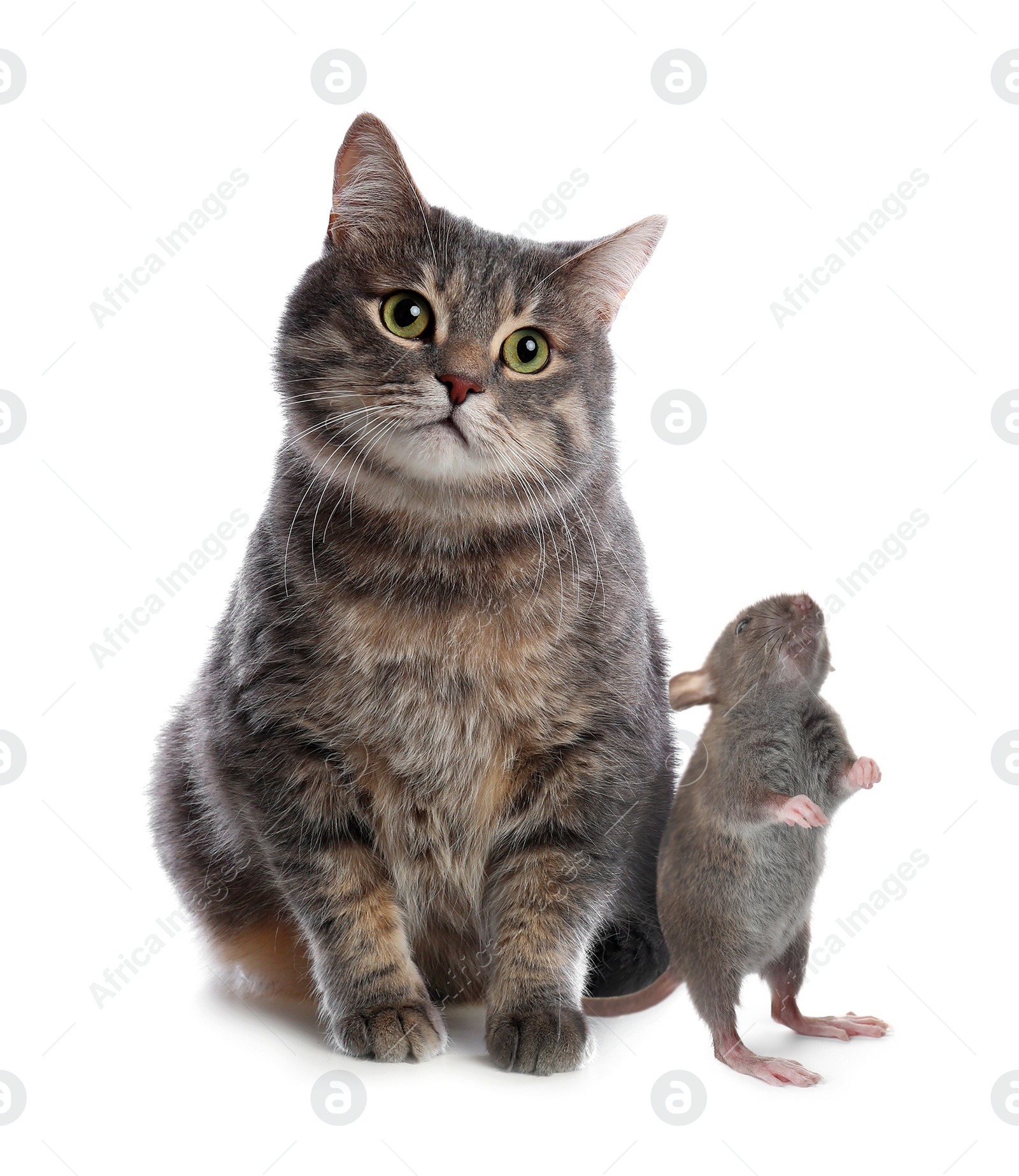 Cute gray tabby cat and rat on white background. Lovely pets Image of Cute gray tabby cat and rat on white background. Lovely pets