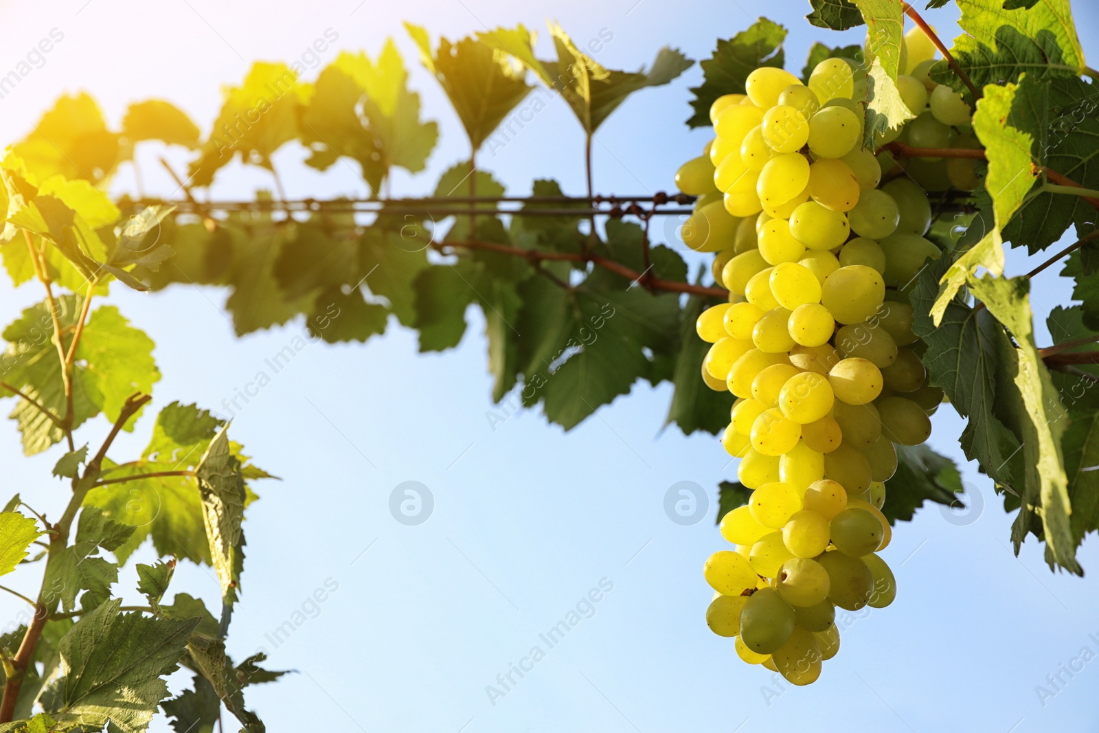 Delicious ripe grapes in vineyard. Harvest season Photo of Delicious ripe grapes in vineyard. Harvest season