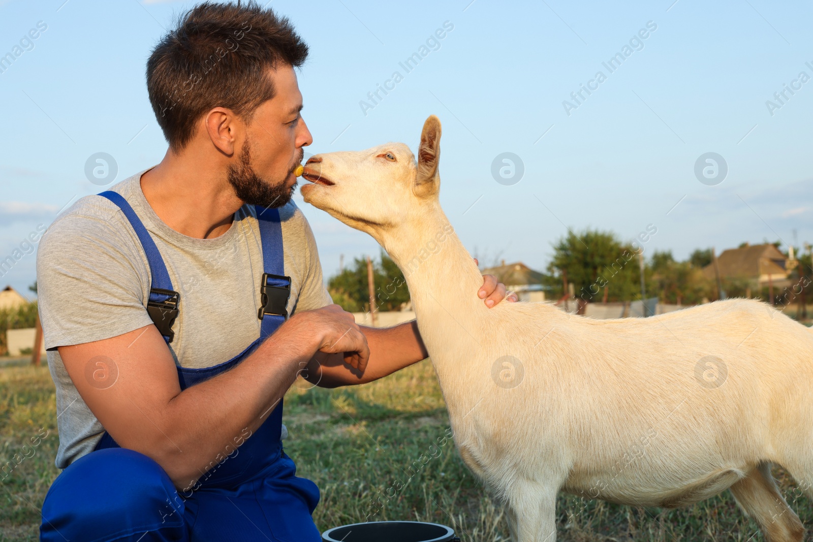 Man feeding goat at farm. Animal husbandry Photo of Man feeding goat at farm. Animal husbandry