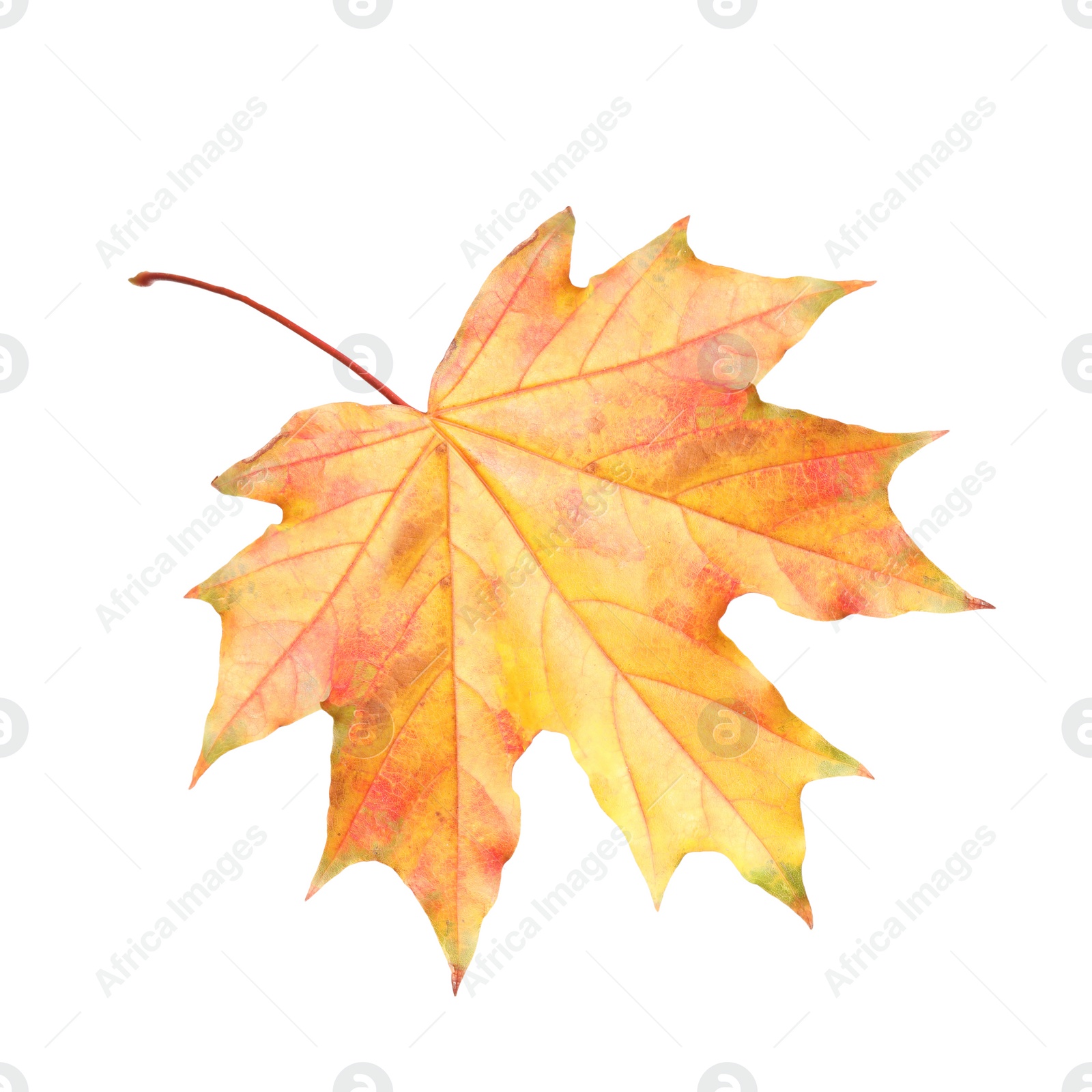Photo of Beautiful leaf isolated on white. Autumn season