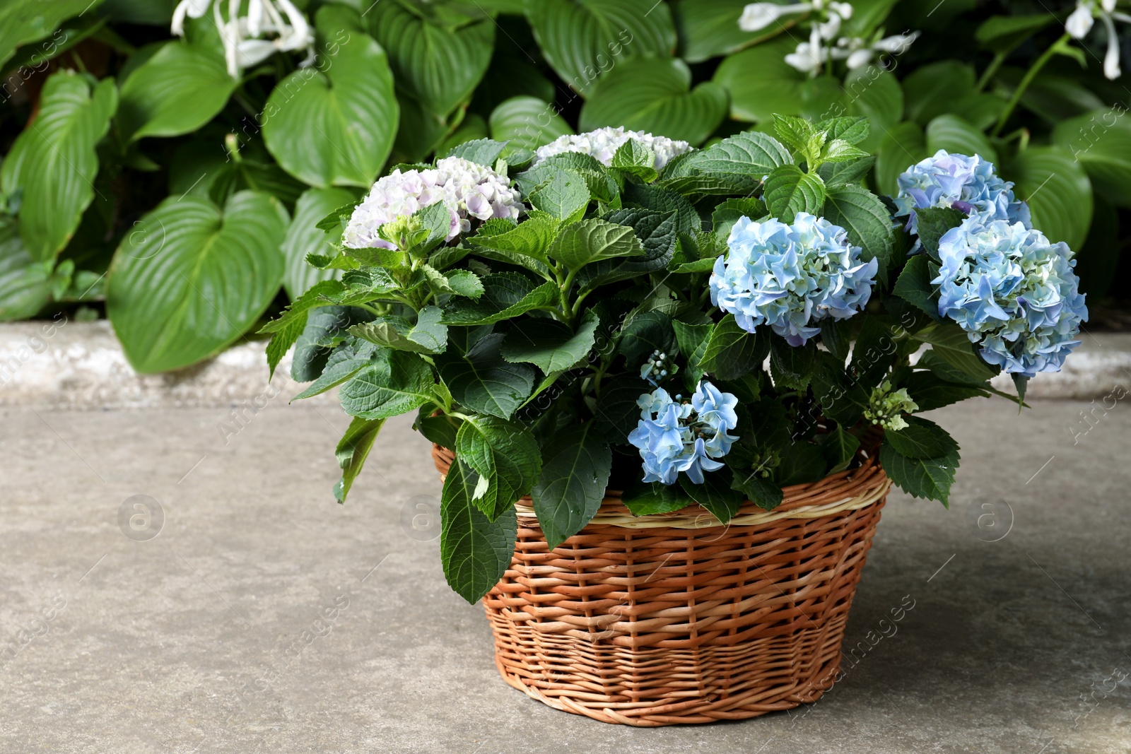 Beautiful blooming hortensia plants in wicker basket outdoors Photo of Beautiful blooming hortensia plants in wicker basket outdoors
