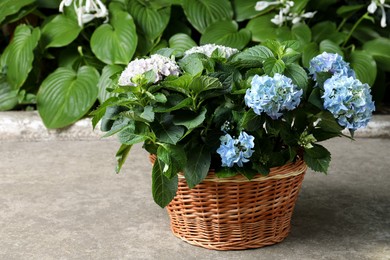 Beautiful blooming hortensia plants in wicker basket outdoors Photo of Beautiful blooming hortensia plants in wicker basket outdoors