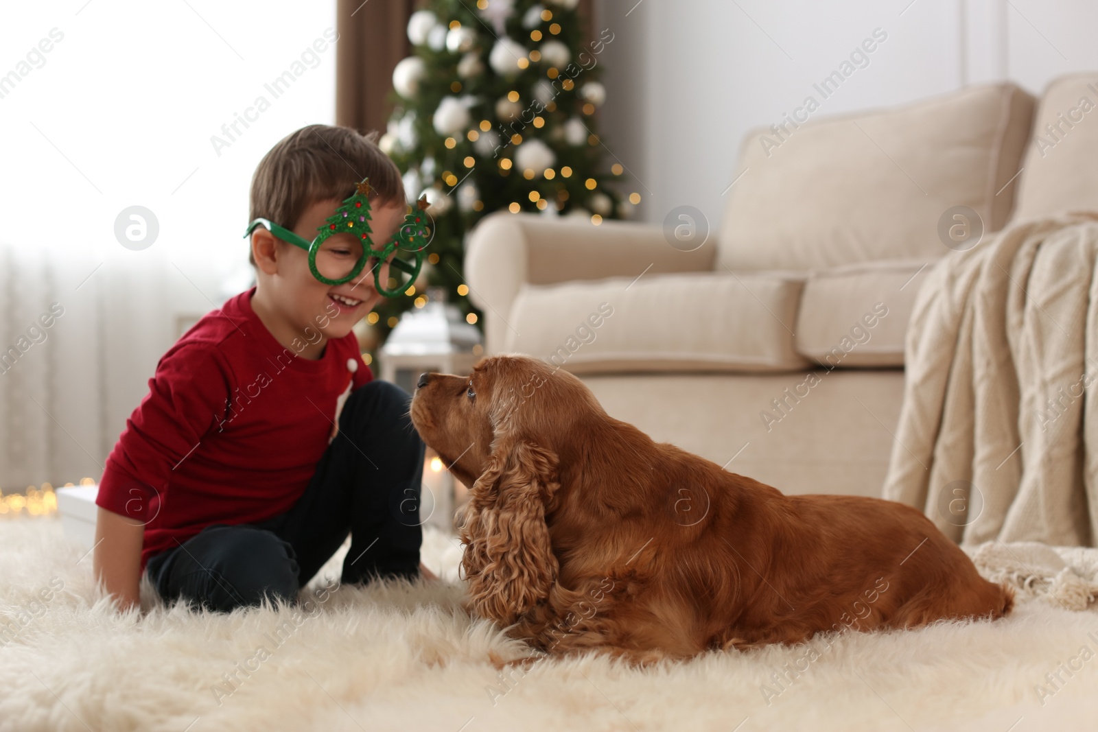 Cute little boy with English Cocker Spaniel in room decorated for Christmas Photo of Cute little boy with English Cocker Spaniel in room decorated for Christmas