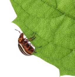 Colorado potato beetle on green leaf against white background Photo of Colorado potato beetle on green leaf against white background