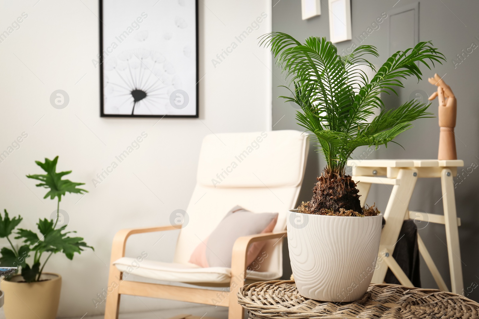 Tropical plant with green leaves in stylish room interior Photo of Tropical plant with green leaves in stylish room interior