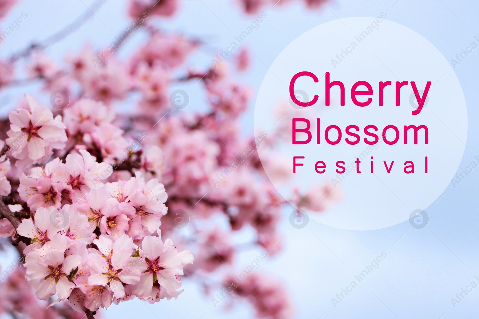 Cherry Blossom Festival. Beautiful blossoming pink sakura tree outdoors Image of Cherry Blossom Festival. Beautiful blossoming pink sakura tree outdoors