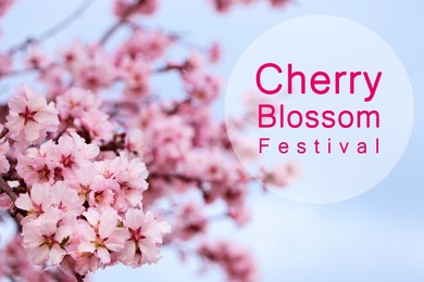 Cherry Blossom Festival. Beautiful blossoming pink sakura tree outdoors Image of Cherry Blossom Festival. Beautiful blossoming pink sakura tree outdoors