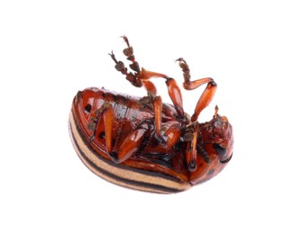 Photo of One colorado potato beetle isolated on white