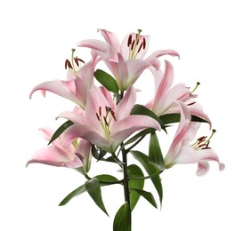 Beautiful lily plant with pink flowers isolated on white Photo of Beautiful lily plant with pink flowers isolated on white